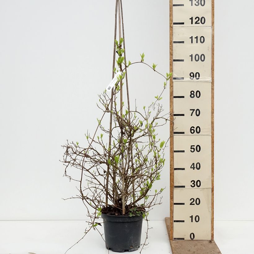 Exemplar von Kadsura japonica - Kugelfaden Topf mit 6L/7L wie im Frühjahr geliefert