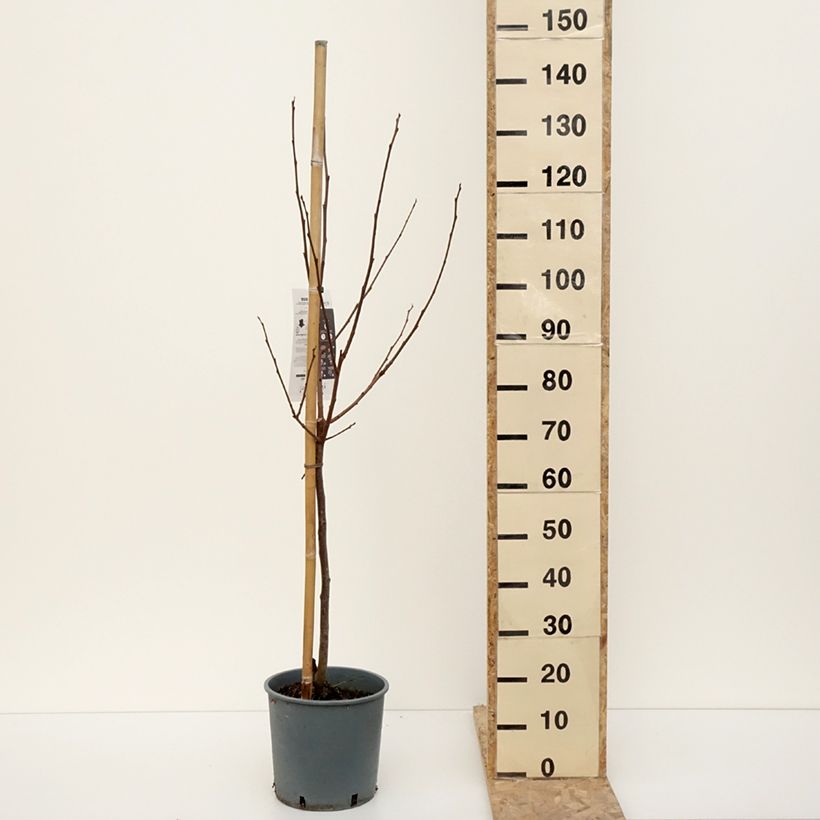 Example of Kaki-Pflaume Muscat - Diospyros kaki Topf mit 7,5L/10L, Gobelet-Form as you get in hiver