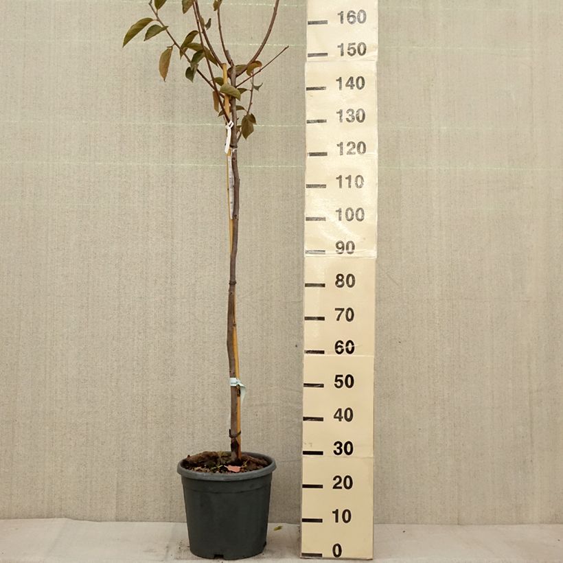 Exemplar von Diospyros kaki Fuyu - Plaqueminier - Kaki pomme Pot de 12L/15L, Demi-Tige wie im Herbst geliefert