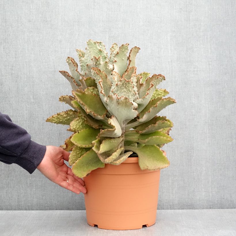 Exemplar von Kalanchoe beharensis Fang - Elefantenohr-Kalanchoe Topf mit 7,5L/10L wie im Frühjahr geliefert