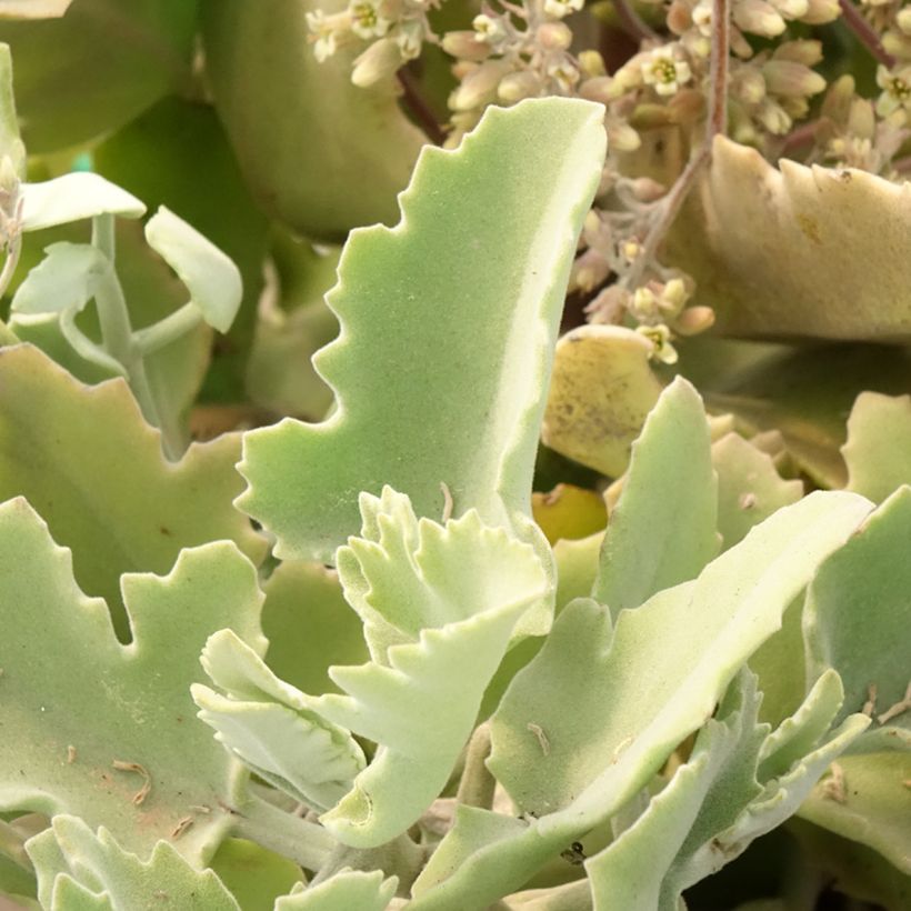 Kalanchoe beharensis Oak Leaf - Elefantenohr-Kalanchoe (Laub)