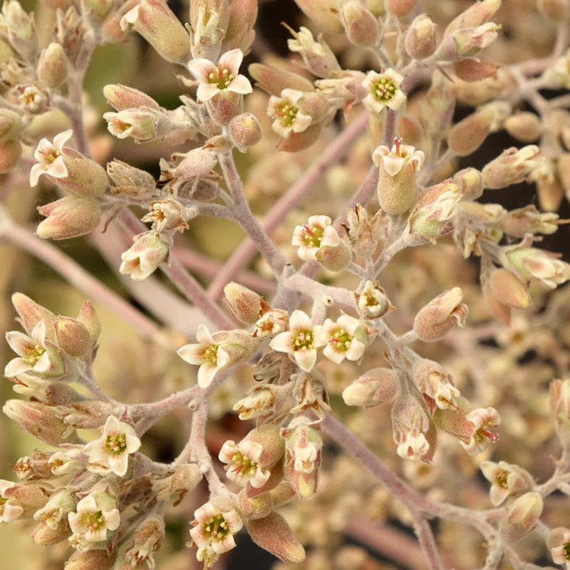 Kalanchoe beharensis Oak Leaf - Elefantenohr-Kalanchoe (Blüte)