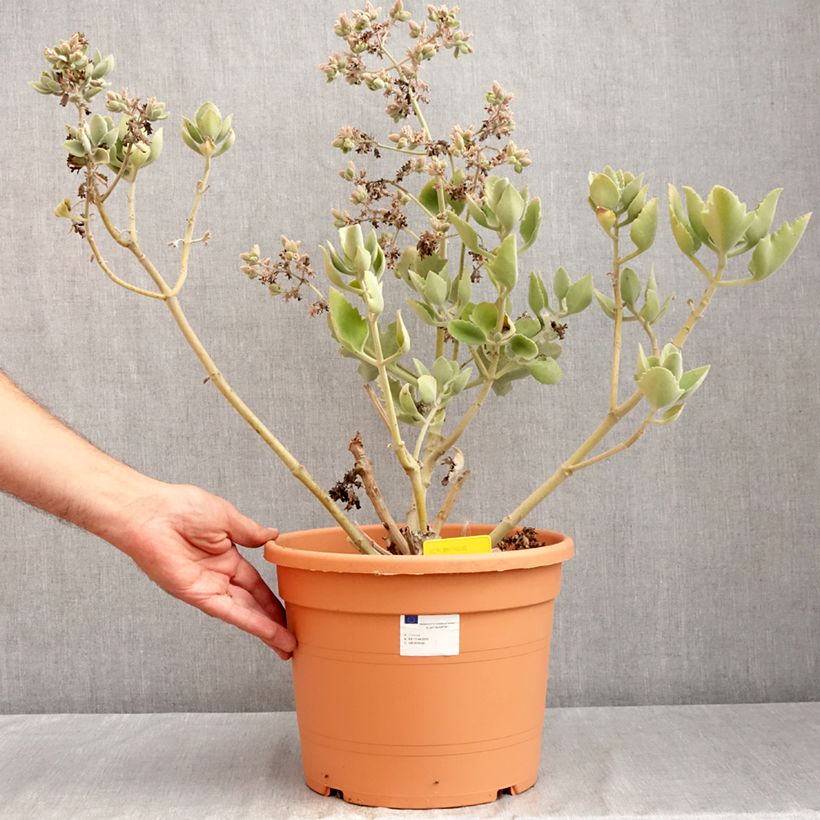 Exemplar von Kalanchoe beharensis Oak Leaf - Elefantenohr-Kalanchoe Topf mit 7,5L/10L wie im Sommer geliefert