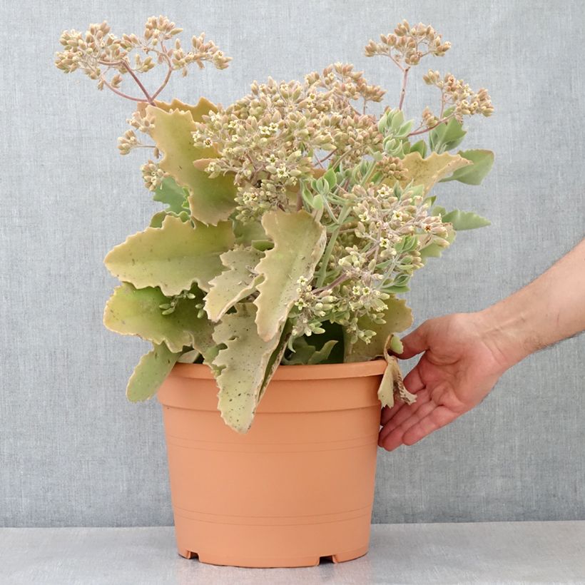 Exemplar von Kalanchoe beharensis Oak Leaf - Elefantenohr-Kalanchoe Topf mit 7,5L/10L wie im Frühjahr geliefert