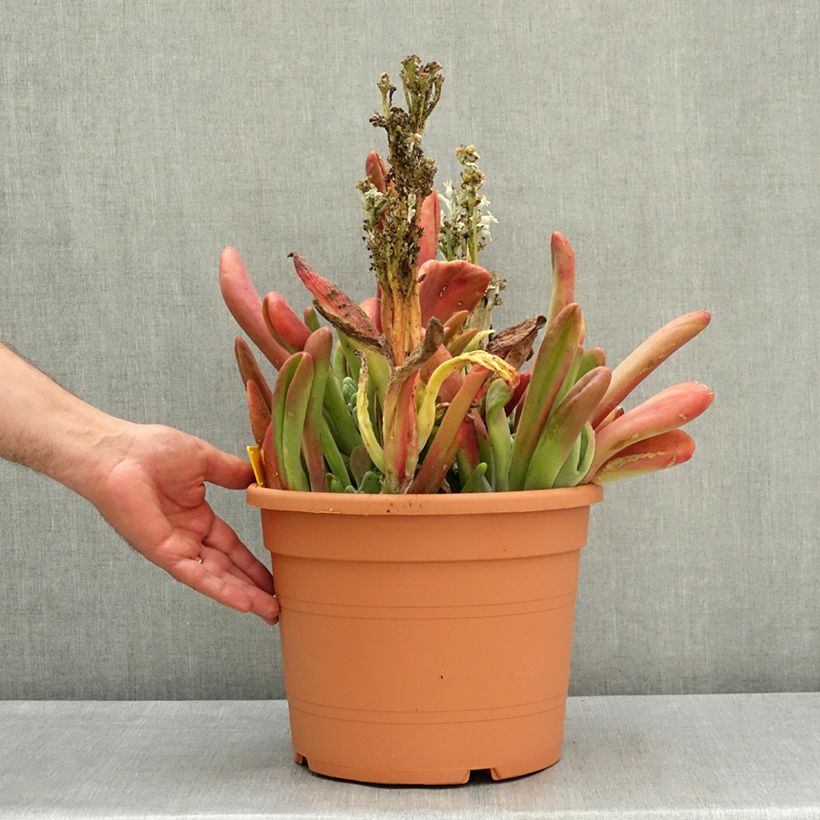 Exemplar von Kalanchoe oricula Topf mit 7,5L/10L wie im Frühjahr geliefert