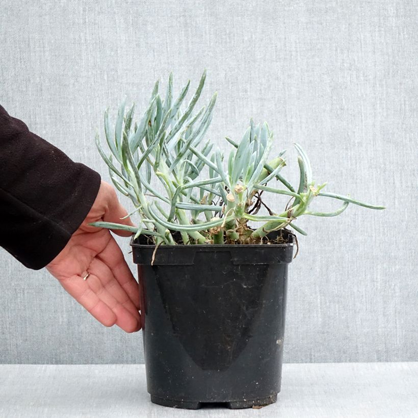 Example of Kalanchoe thyrsiflora Bronze Sculpture - Wüstenkohl Topf mit 2L/3L as you get in printemps