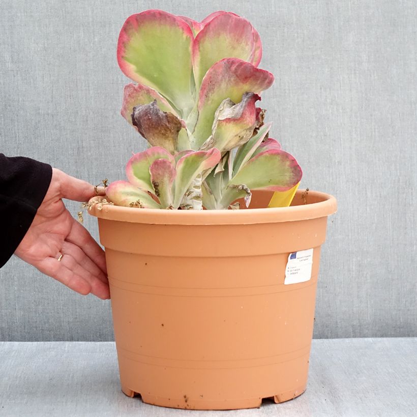 Exemplar von Kalanchoe thyrsiflora Topf mit 7,5L/10L wie im Herbst geliefert