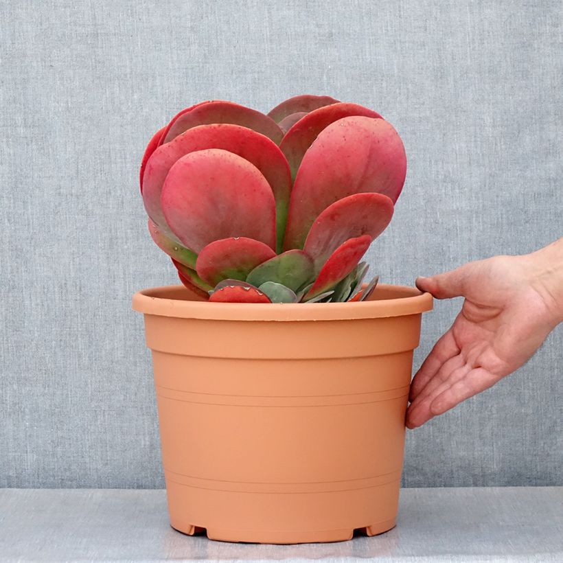 Exemplar von Kalanchoe thyrsiflora Topf mit 7,5L/10L wie im Frühjahr geliefert