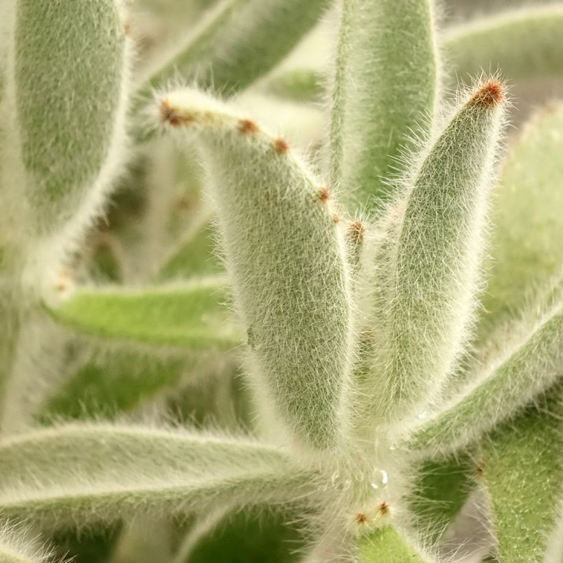 Kalanchoe tomentosa - Panda-Pflanze (Foliage)