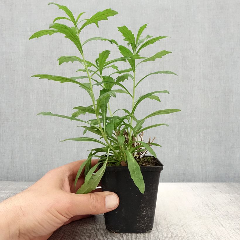 Example of Schönaster Alba - Kalimeris incisa Kleine Töpfe von 8/9 cm as you get in printemps