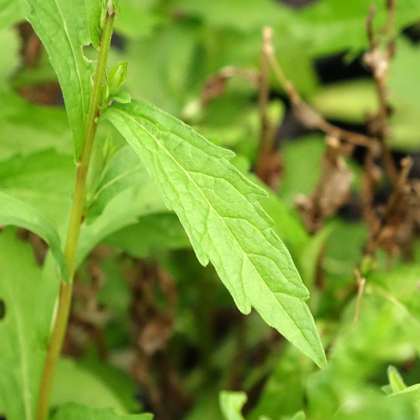 Schönaster Charlotte - Kalimeris incisa (Foliage)