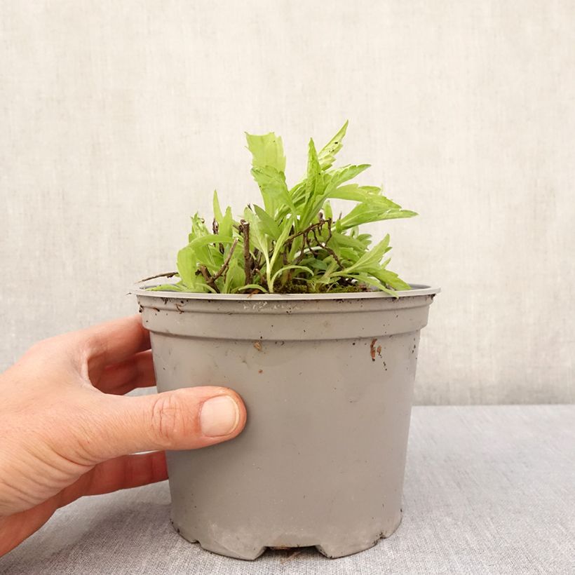 Example of Schönaster Charlotte - Kalimeris incisa Topf mit 2L/3L as you get in printemps