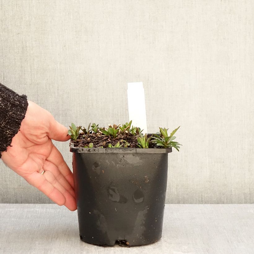 Exemplar von Schönaster Nana Blue - Kalimeris incisa Topf mit 2L/3L wie im Winter geliefert