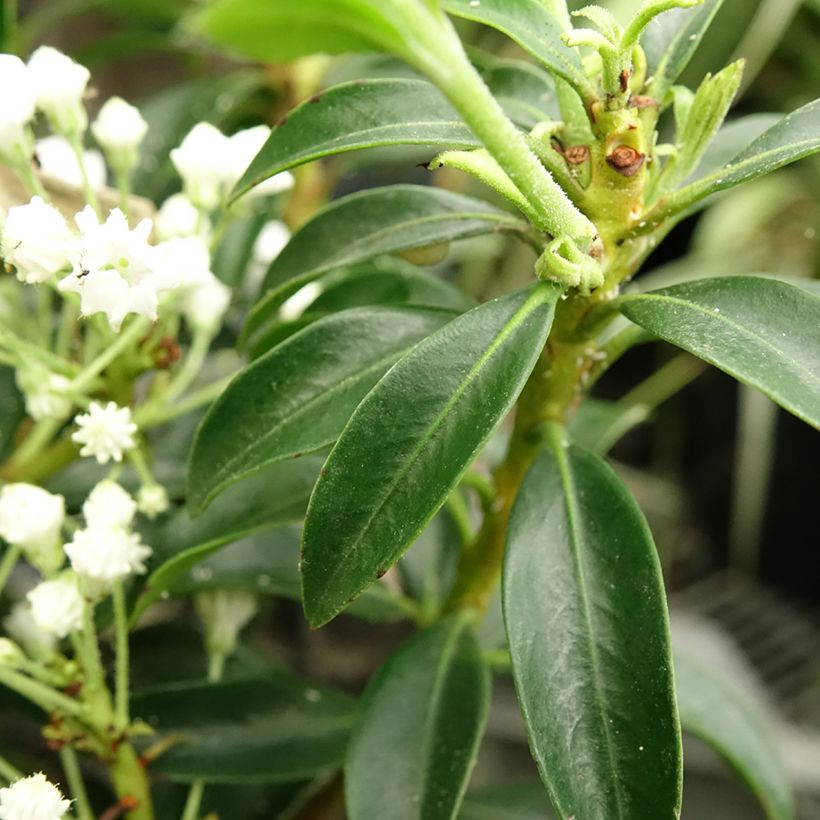 Lorbeerrose Elf - Kalmia latifolia (Foliage)