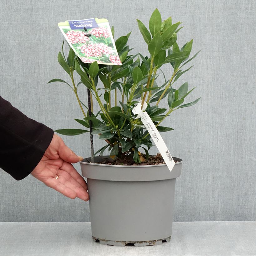Exemplar von Lorbeerrose Galaxy - Kalmia latifolia Topf mit 4L/5L wie im Herbst geliefert