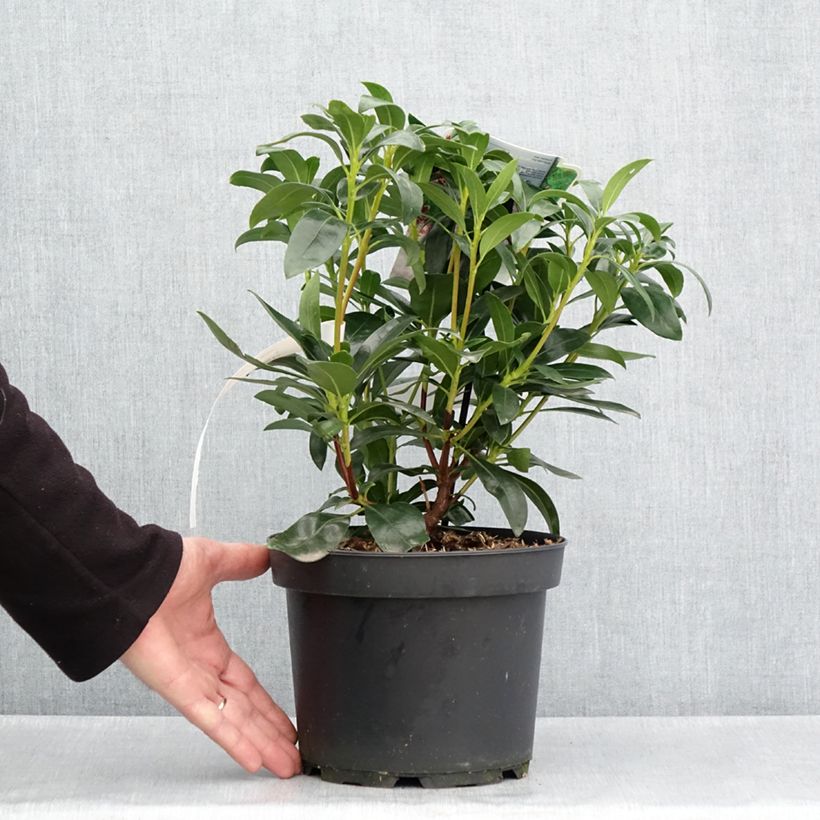 Example of Lorbeerrose Galaxy - Kalmia latifolia Topf mit 4L/5L as you get in printemps