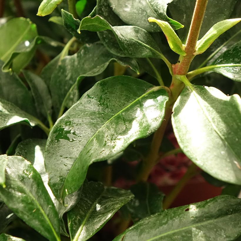 Lorbeerrose Galaxy - Kalmia latifolia (Foliage)