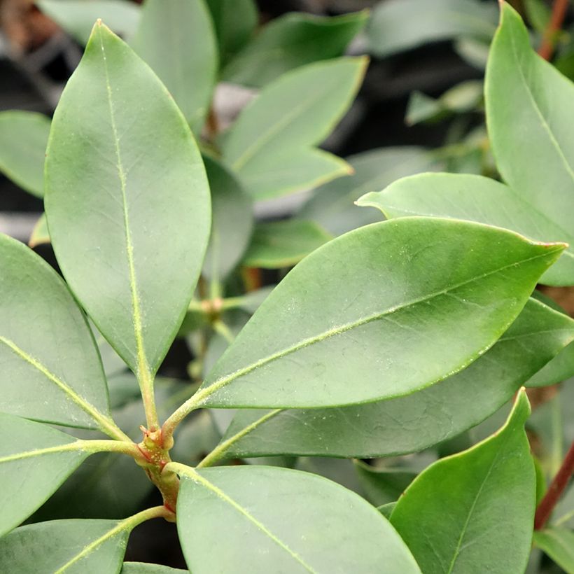 Lorbeerrose Ideal - Kalmia latifolia (Laub)