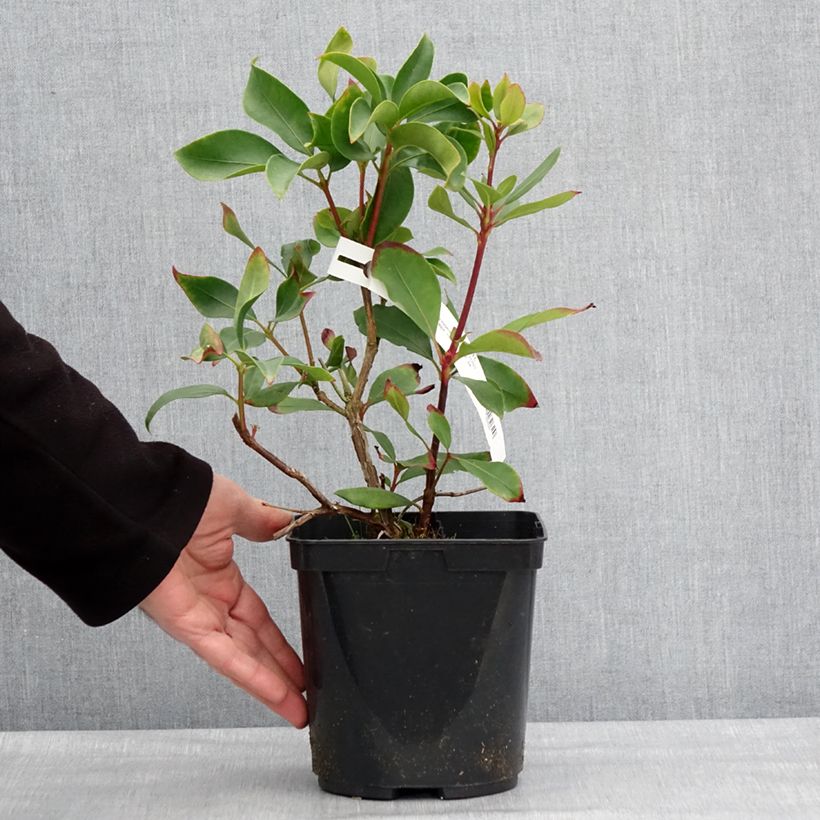 Exemplar von Kalmia latifolia Ideal - Laurier des montagnes Pot de 3L/4L wie im Winter geliefert