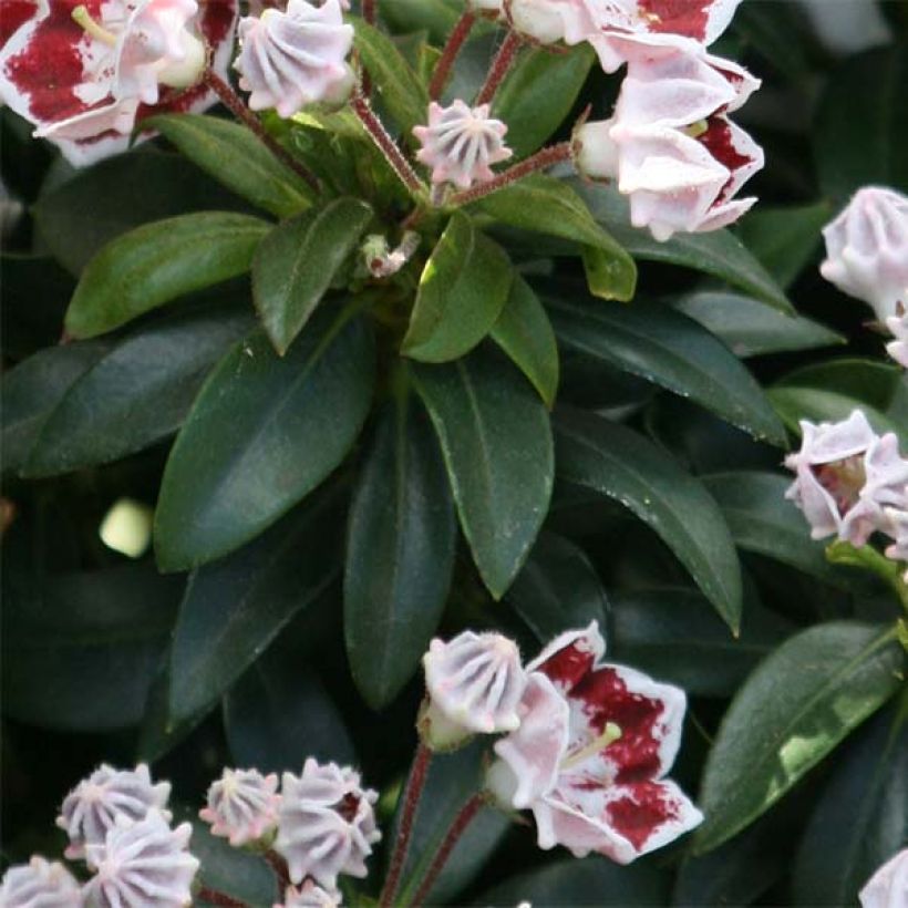 Lorbeerrose Minuet - Kalmia latifolia (Foliage)