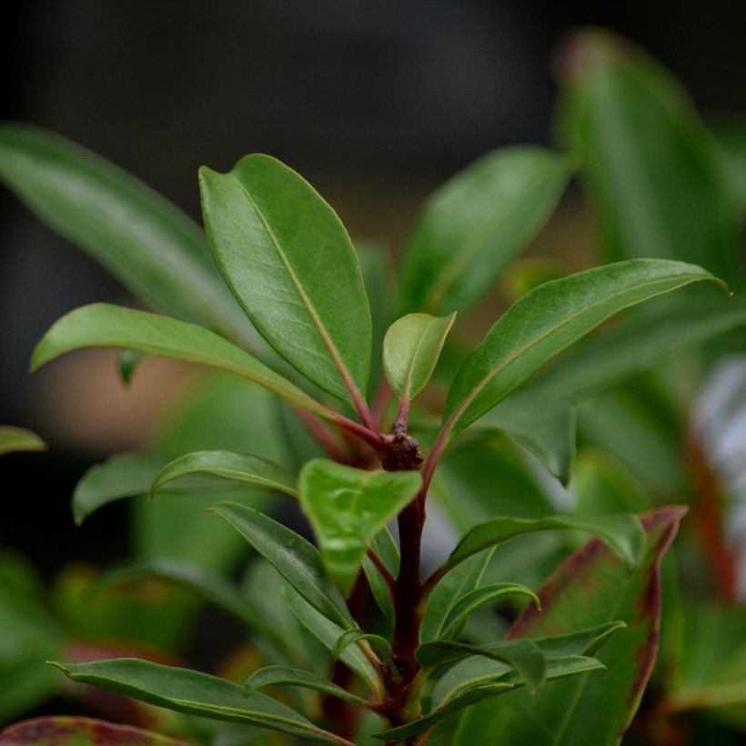 Lorbeerrose Pinkobello - Kalmia latifolia (Foliage)