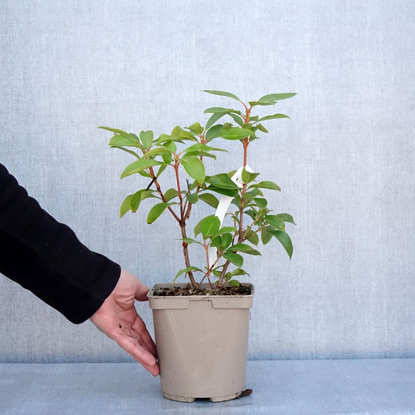 Exemplar von Kalmia latifolia Windmill - Laurier des montagnes Pot de 3L/4L wie im Winter geliefert