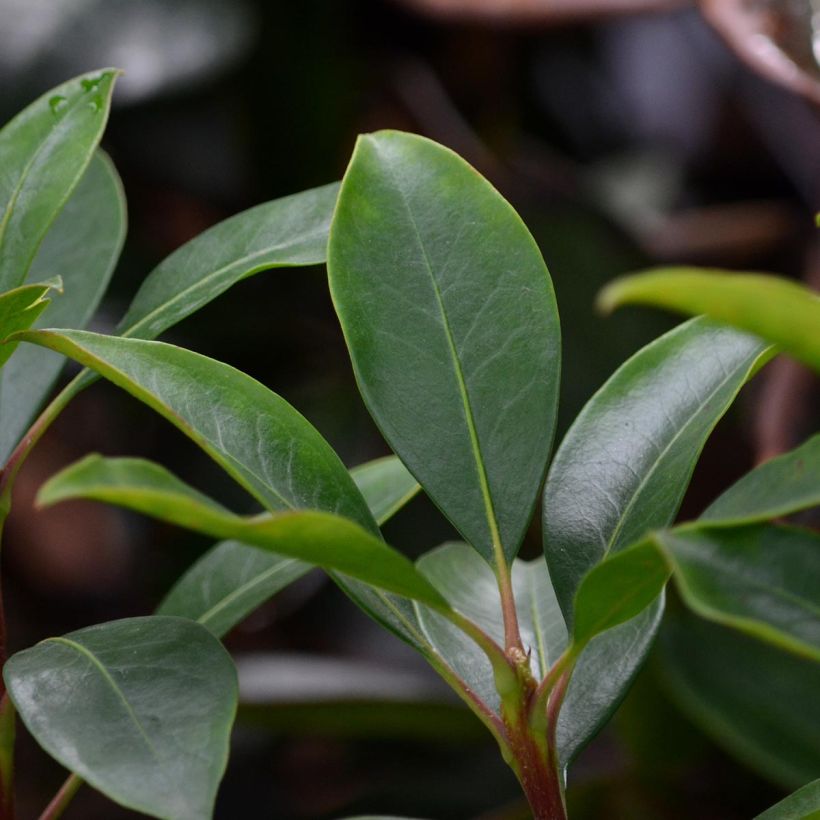 Lorbeerrose You Can - Kalmia latifolia (Foliage)