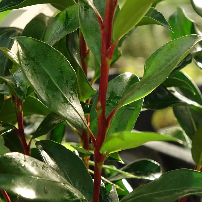 Lorbeerrose Zebulon - Kalmia latifolia (Laub)