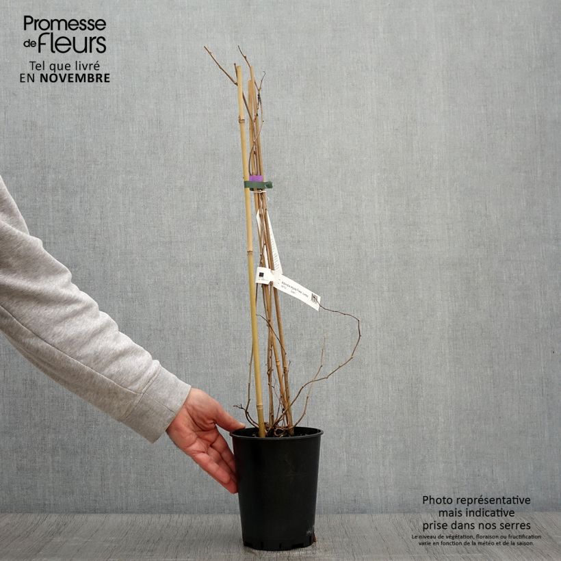 Exemplar von Kiwai femelle Fresh Jumbo - Actinidia arguta Pot de 2L/3L wie im Herbst geliefert