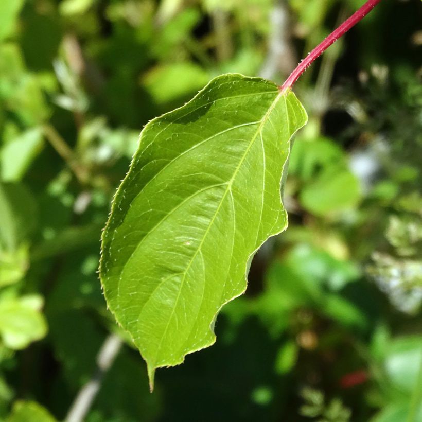 Actinidia arguta Romeo - Zwerg Kiwi (Laub)