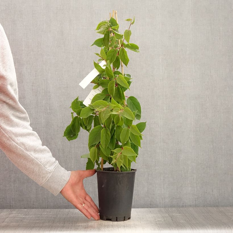 Exemplar von Actinidia arguta Romeo - Zwerg Kiwi Topf mit 2L/3L wie im Frühjahr geliefert