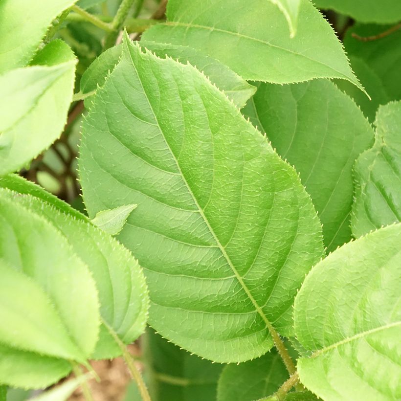 Actinidia arguta Prince Jumbo - Zwerg Kiwi (Laub)
