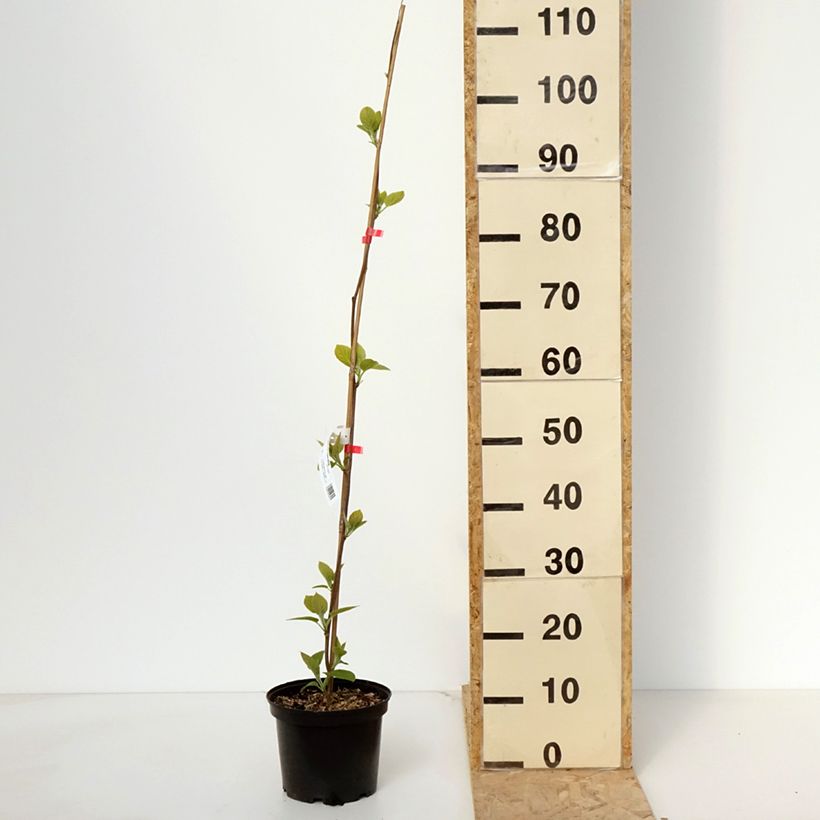 Example of Actinidia deliciosa Kiwi Wonder - Chinesischer Strahlengriffel Topf mit 3L/4L as you get in printemps