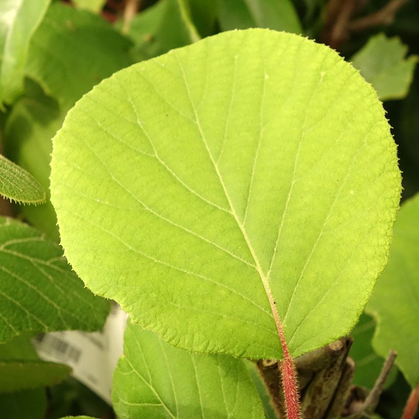 Actinidia deliciosa Kiwidoo (Weiblich) - Chinesischer Strahlengriffel (Foliage)