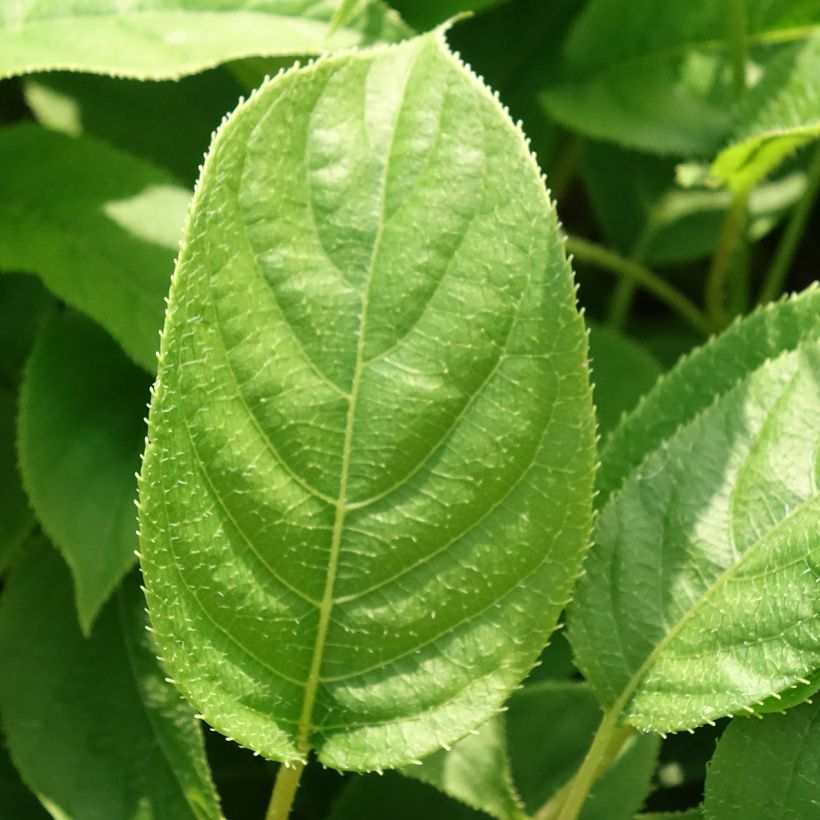 Actinidia arguta Ananasnaya (Weiblich) - Zwerg Kiwi (Foliage)