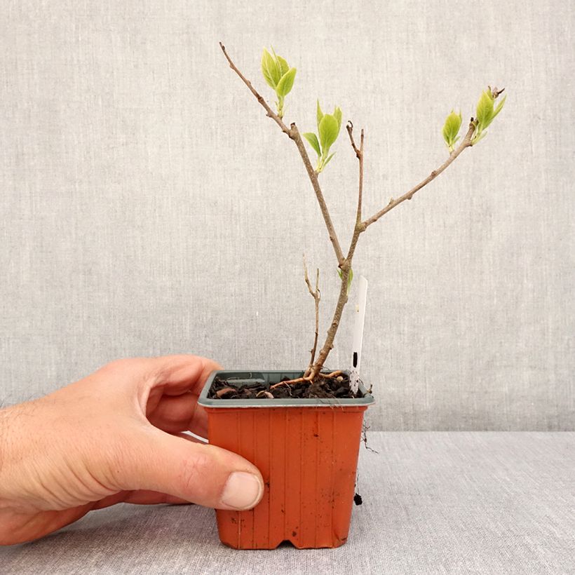 Example of Actinidia arguta Ananasnaya (Weiblich) - Zwerg Kiwi Kleine Töpfe von 8/9 cm as you get in printemps