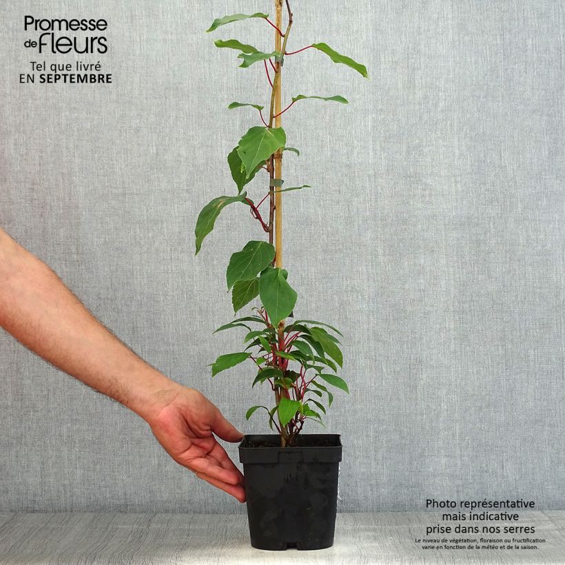 Exemplar von Actinidia arguta Ananasnaya (Weiblich) - Zwerg Kiwi Topf mit 1,5L/2L wie im Sommer geliefert