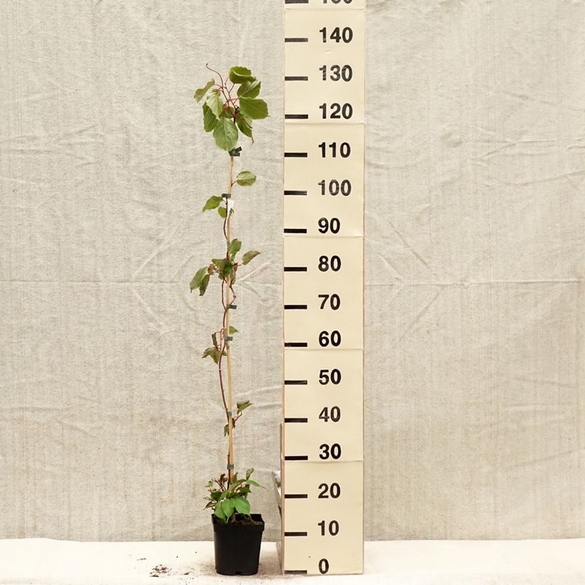 Example of Actinidia arguta Ananasnaya (Weiblich) - Zwerg Kiwi Topf mit 1,5L/2L as you get in printemps