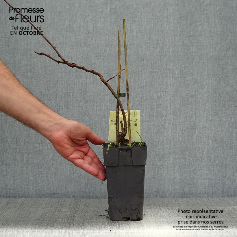 Exemplar von Actinidia arguta Bayern (Weiblich) - Zwerg Kiwi Topf mit 2L/3L wie im Herbst geliefert