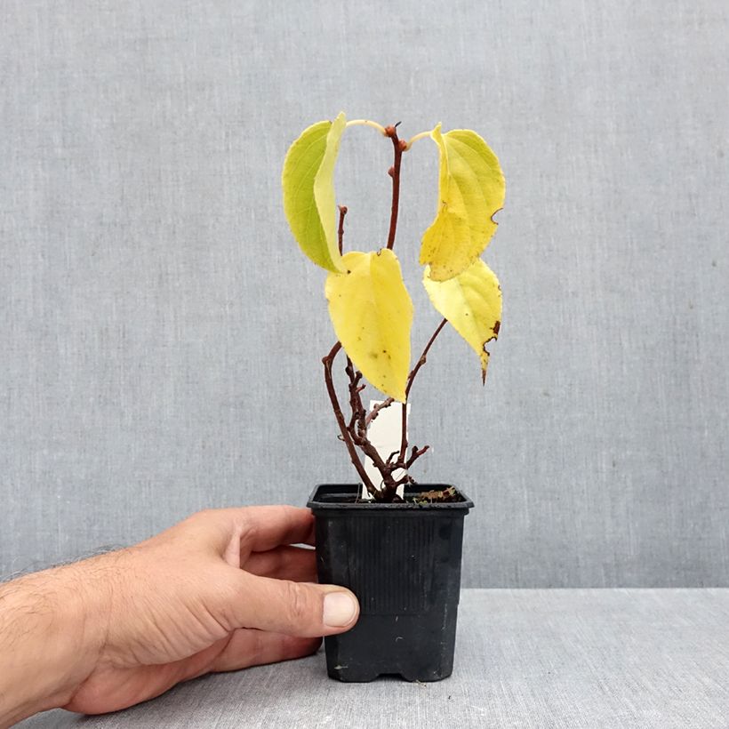 Exemplar von Actinidia arguta Domino (Weiblich) - Zwerg Kiwi Topf 10 cm/11cm wie im Herbst geliefert