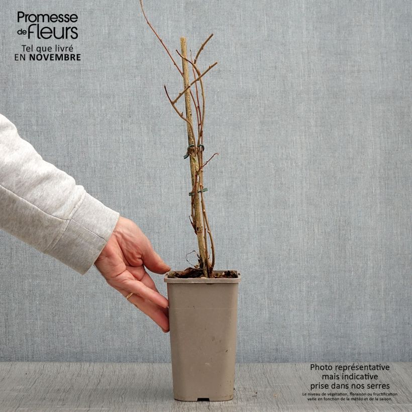 Exemplar von Actinidia arguta Pink Jumbo - Zwerg Kiwi Topf mit 1,5L/2L wie im Herbst geliefert