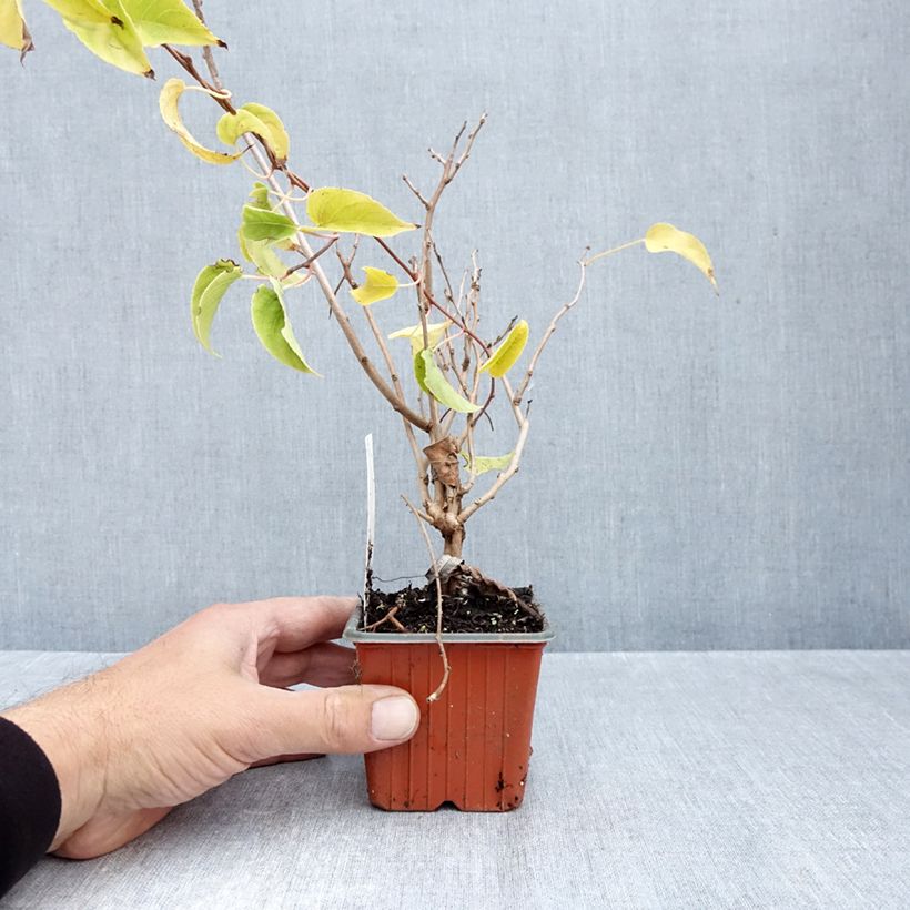 Exemplar von Actinidia arguta Geneva (Weiblich) - Zwerg Kiwi Kleine Töpfe von 8/9 cm wie im Herbst geliefert