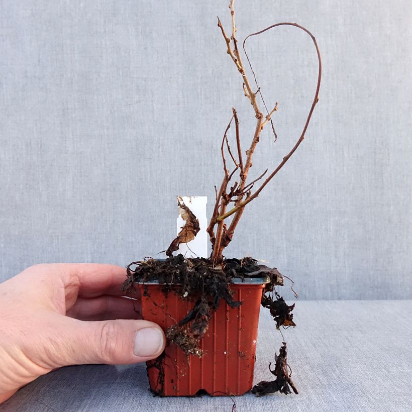 Exemplar von Kiwi arguta Geneva (femelle) - Kiwaï - Actinidia arguta Godet de 8/9 cm wie im Winter geliefert