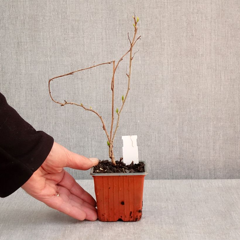 Example of Actinidia arguta Geneva (Weiblich) - Zwerg Kiwi Kleine Töpfe von 8/9 cm as you get in printemps