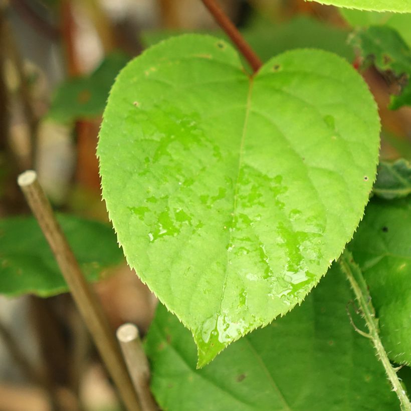 Actinidia arguta Geneva (Weiblich) - Zwerg Kiwi (Foliage)
