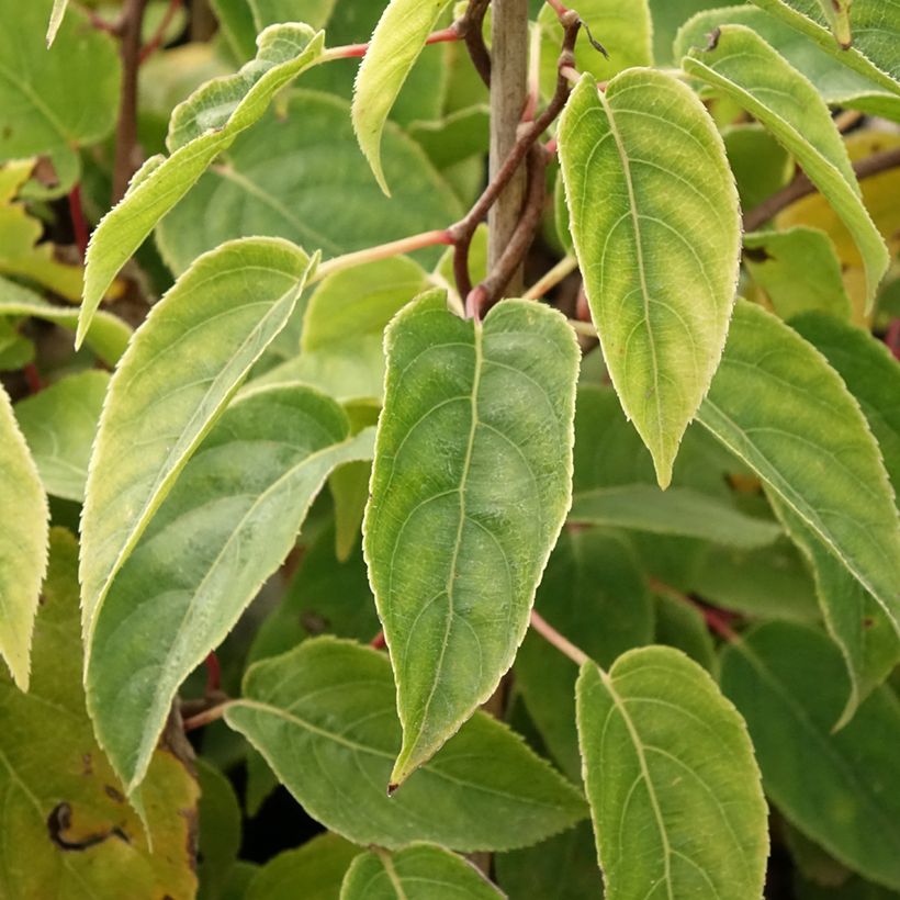 Actinidia arguta Ken's Red - Zwerg Kiwi (Foliage)