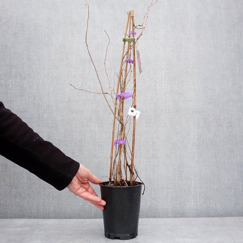 Exemplar von Kiwi arguta Mariered (femelle) - Kiwaï - Actinidia arguta Pot de 2L/3L wie im Winter geliefert