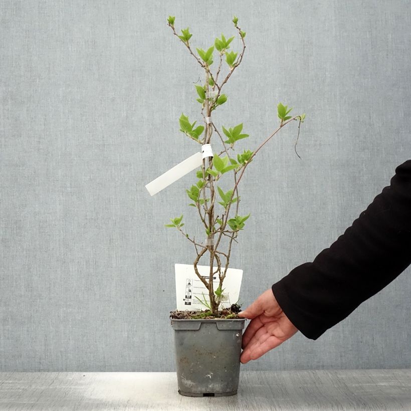 Example of Actinidia arguta Super Jumbo (Weiblich) - Zwerg Kiwi Topf mit 1,5L/2L as you get in printemps