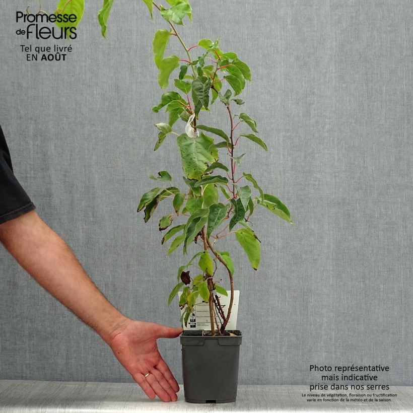Exemplar von Actinidia arguta Super Jumbo (Weiblich) - Zwerg Kiwi Topf mit 1,5L/2L wie im Sommer geliefert
