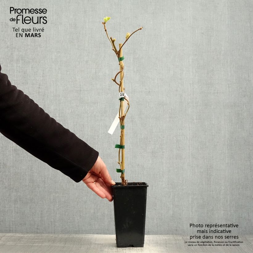 Example of Actinidia chinensis - Chinesischer Strahlengriffel Topf mit 1,5L/2L as you get in printemps